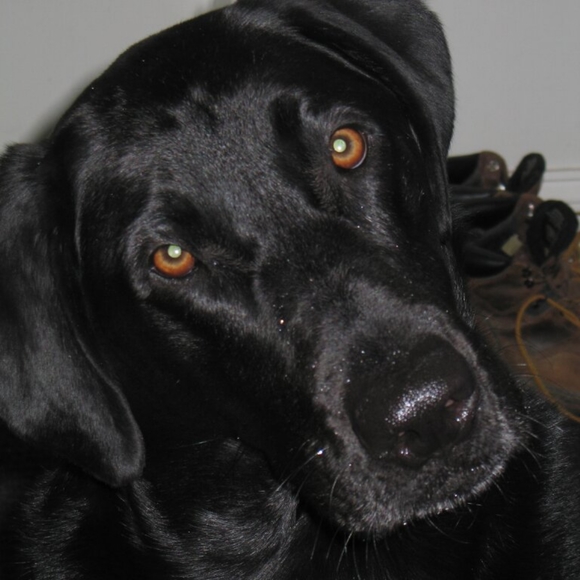 Gently Loved and Used - Picture 1 of 2